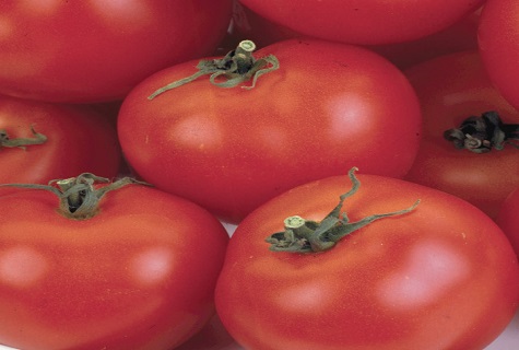 muitos tomates