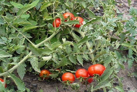 arbusto de tomate