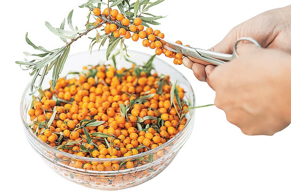 buckthorn laut yang masak