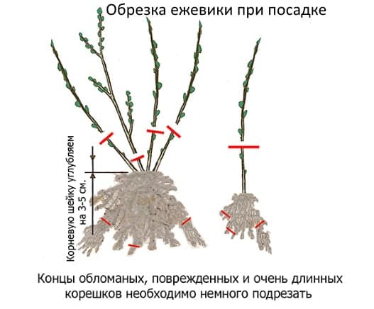 резитба на къпина