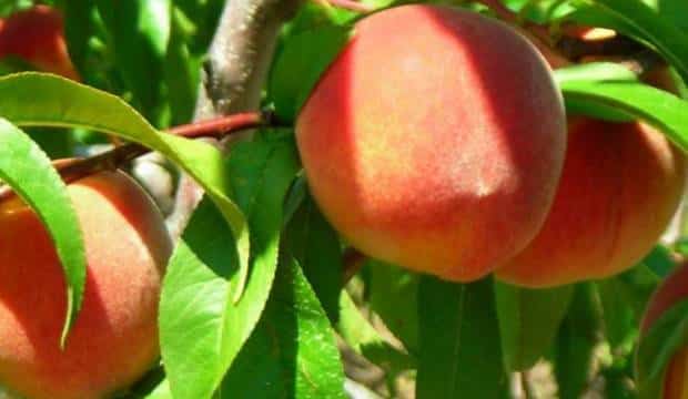 peach pruning