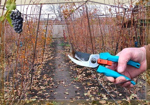 pruning ubasan