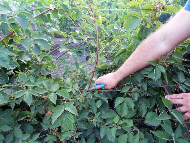 blackberry pruning