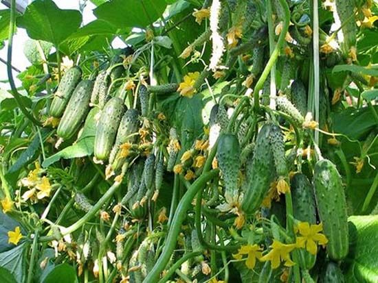 pipino bushes Garland f1