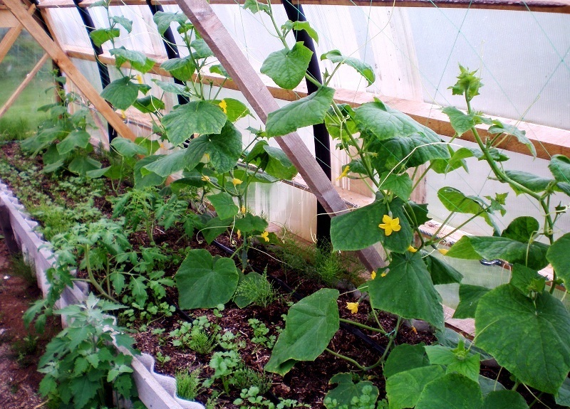 Jak připravit semena okurek pro výsadbu v otevřeném terénu a skleníku