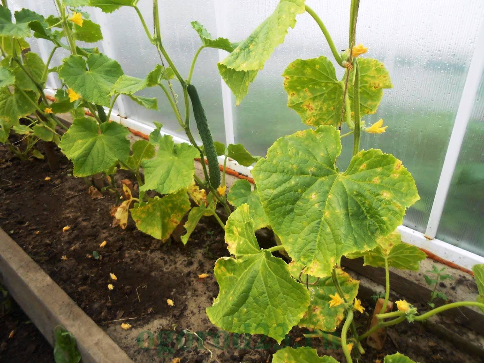 mildiou sur les feuilles de concombre