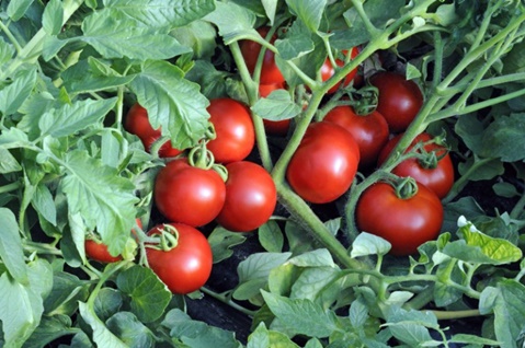 tomate Ekaterina dans le jardin