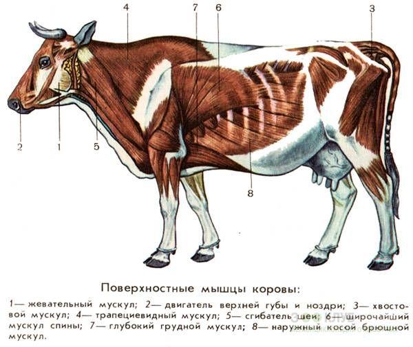 músculs de vaca