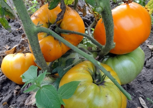 kamatis bushes Orange Strawberry Aleman