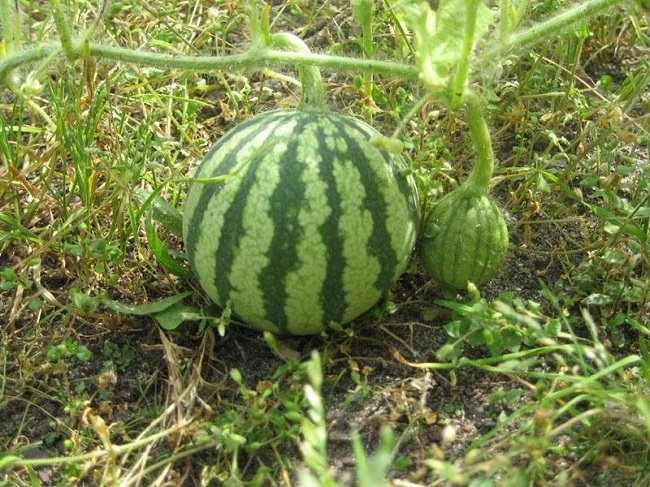 reife Wassermelone