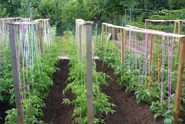 tomato garter