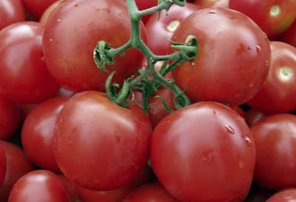 branches de tomates testi