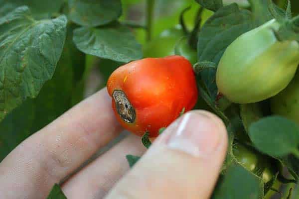 proceso de eliminación de tomates malos