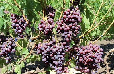 uvas de memoria del maestro