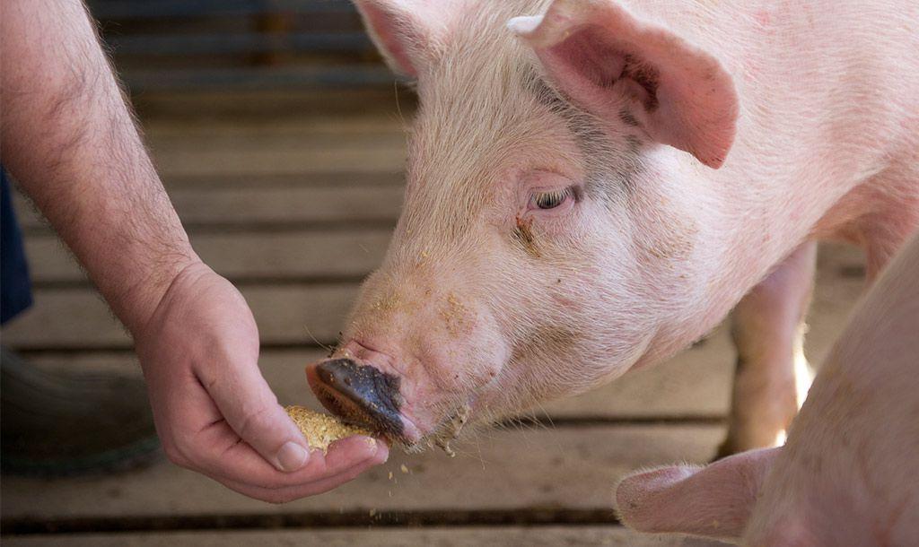 feeding piglets