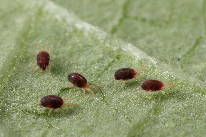 plagues de l'albergínia