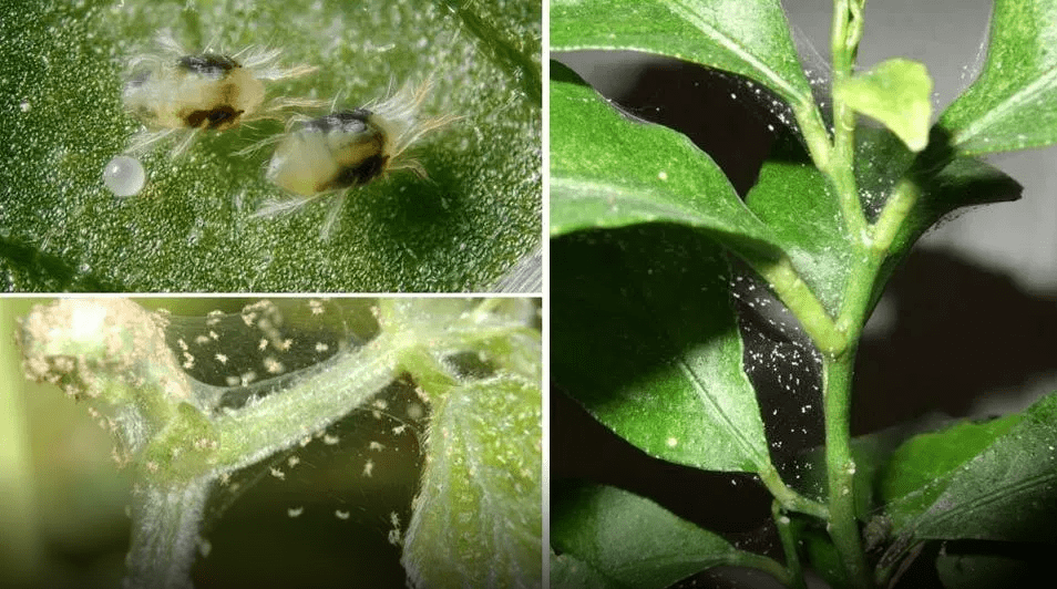 Mga tagubilin sa anti-mite para sa mga spider mites