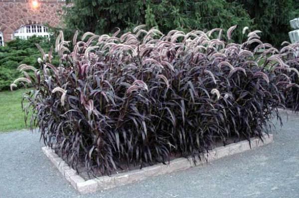 Pennisetum i et blomsterbed 