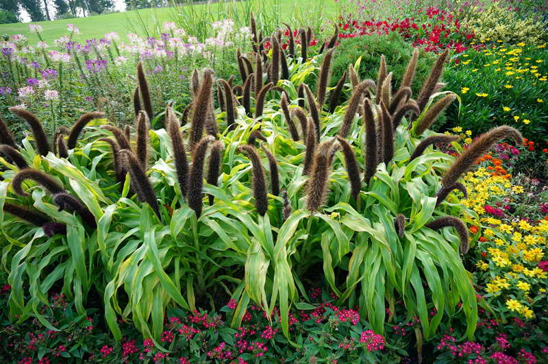 Pennisetum v zahradě 