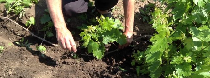 transplantation de raisin