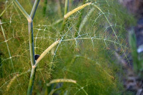 dill disease