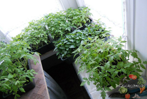 baskets of seedlings 