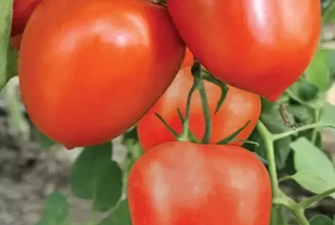 prepared vegetables 