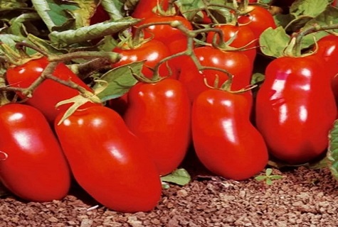 Tomaten auf Steinen