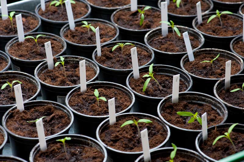 seedlings in glasses