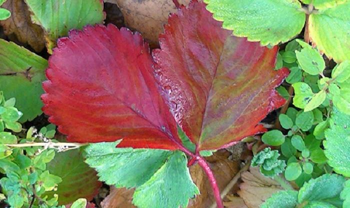 les feuilles deviennent rouges