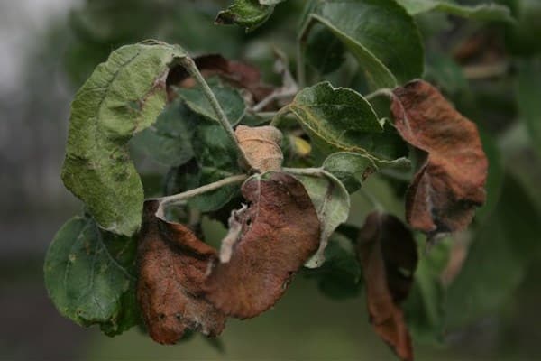 kroucení a spouštění listů jabloní