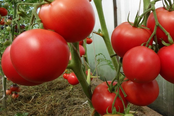 vegetables in the greenhouse 