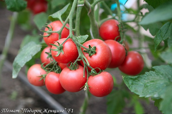 in a low greenhouse