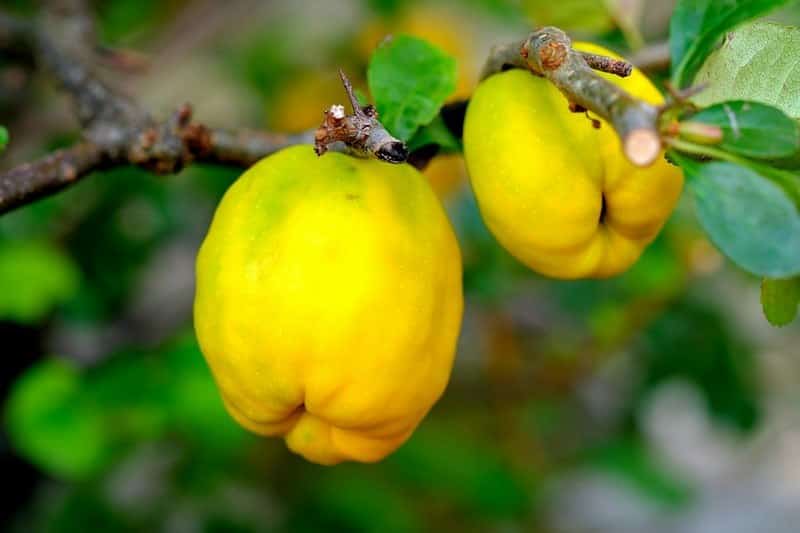 ripe quince