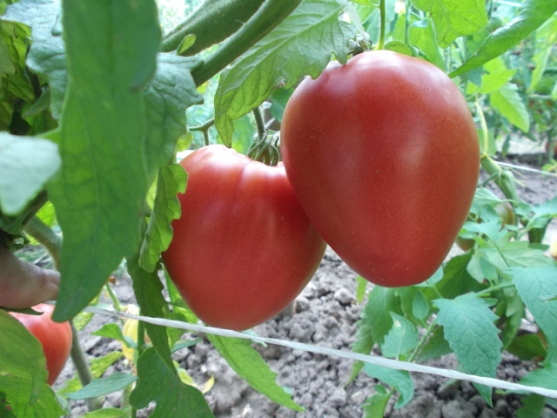 tomate en crecimiento