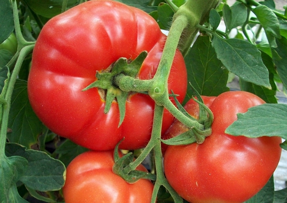 arbustos de tomate aluno da primeira série