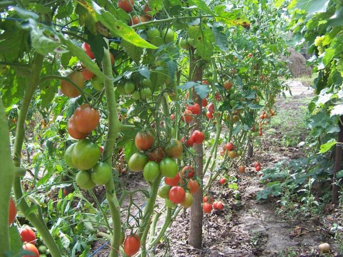 tomato de barao na vrtu