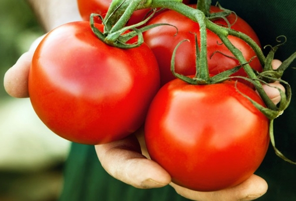 Aussehen der Tomate Dobry f1