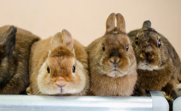 viele Kaninchen