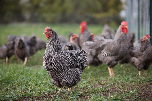 chicken breeds and reproduction 