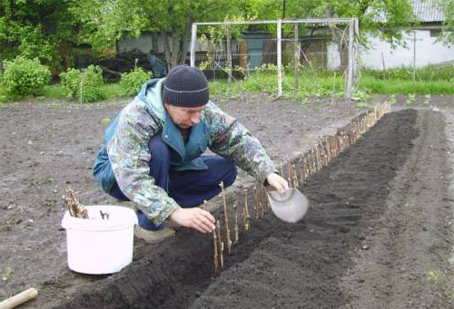 druiven planten