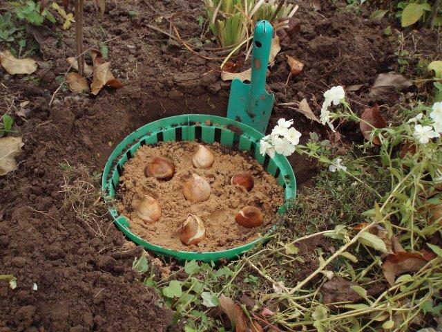 verplanten in bloembedden 