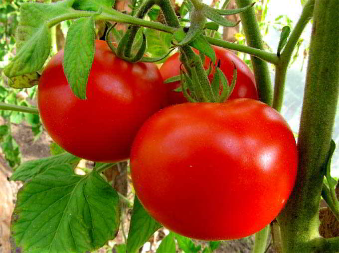 appearance of tomato lights of Moscow