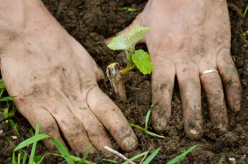 plantando uvas