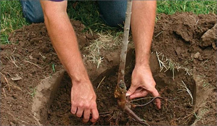 cherry planting