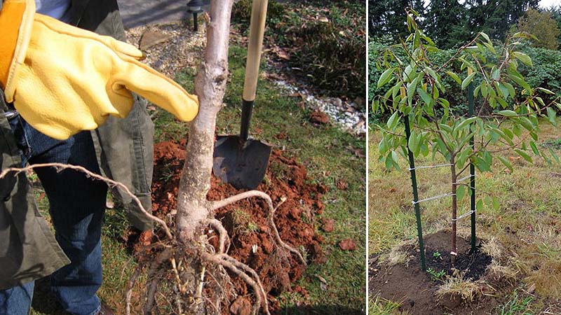 cherry planting