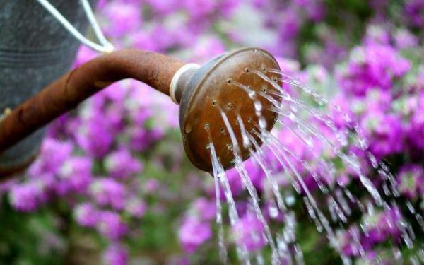 watering fragrant tobacco