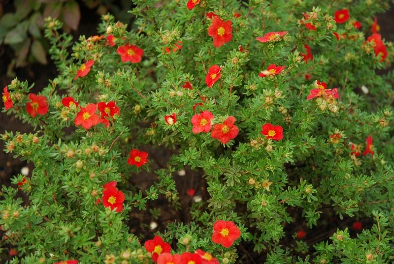 piros cinquefoil