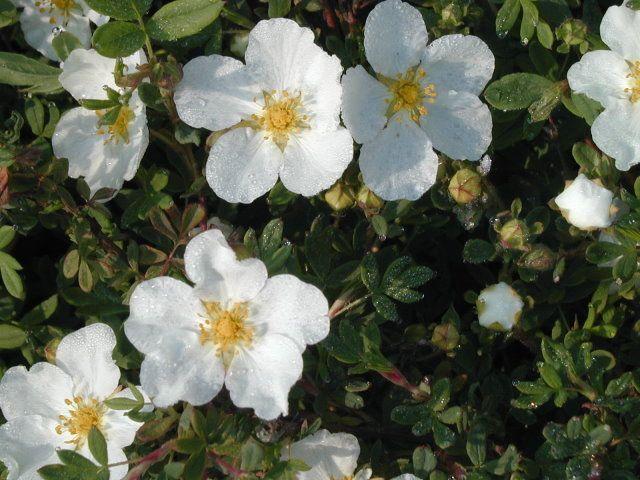 pensainen cinquefoil