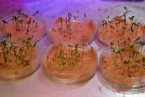 proceso de germinación del tomate 